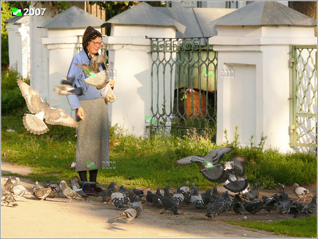 Кормление голубей по старой церковной традиции милостливого к ним отношения