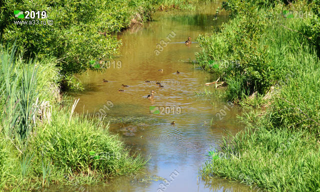 Река Берёзка с уточками в центре Петушков Петушинского района Владимирской области летом