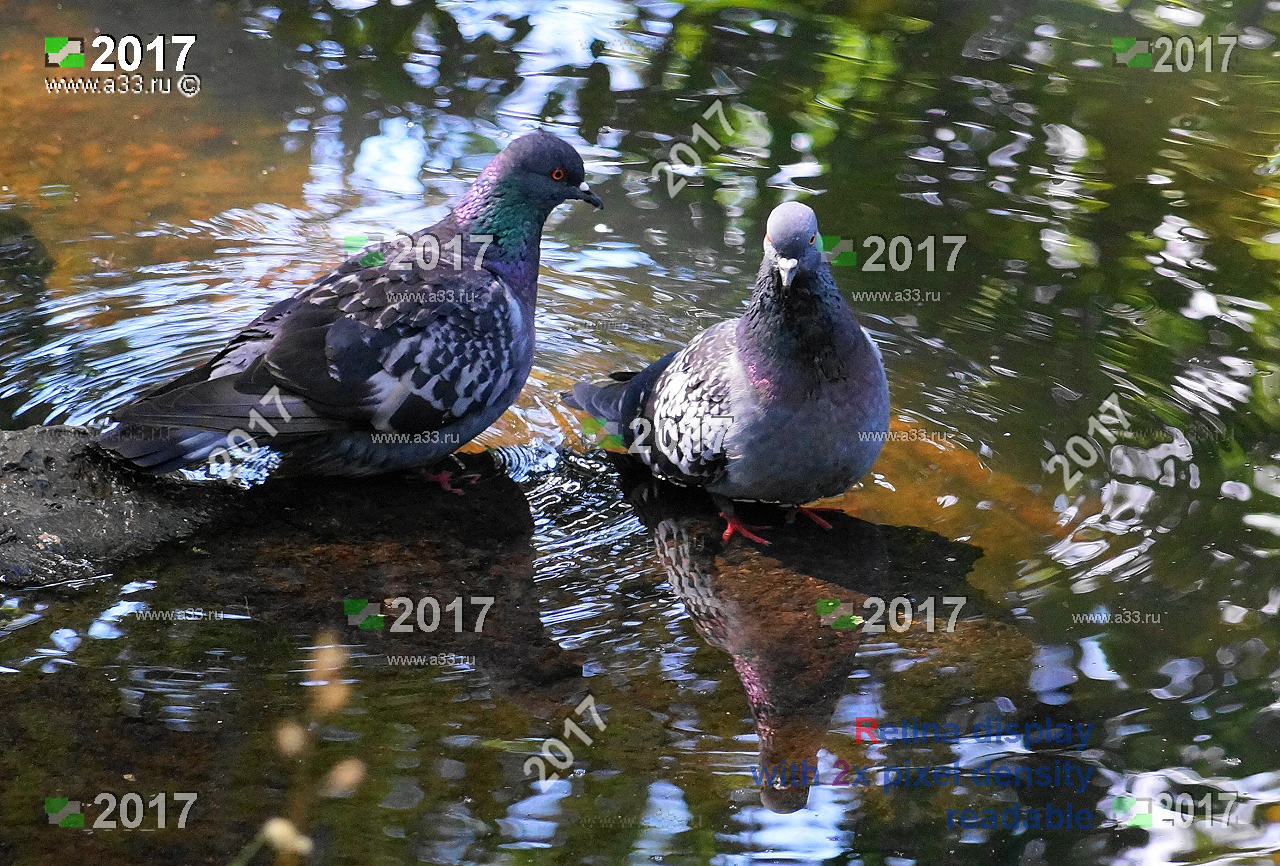 Голуби в воде на берегу пруда