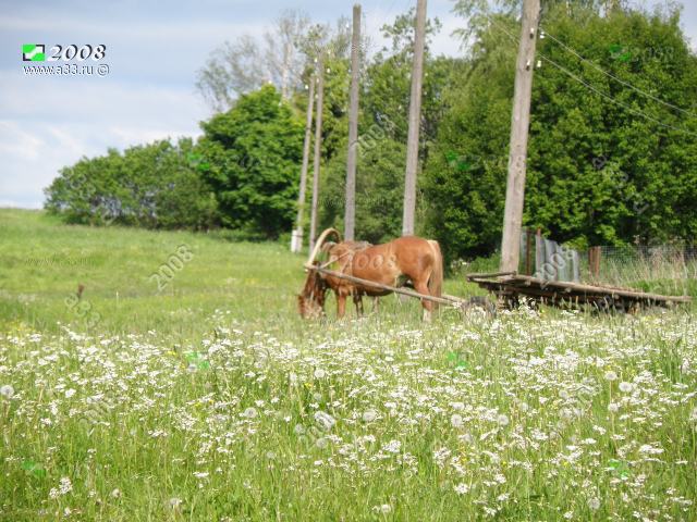 2008 Живая лошадь, запряжённая в телегу в деревне Дуденево Александровского района Владимирской области в луговых цветах