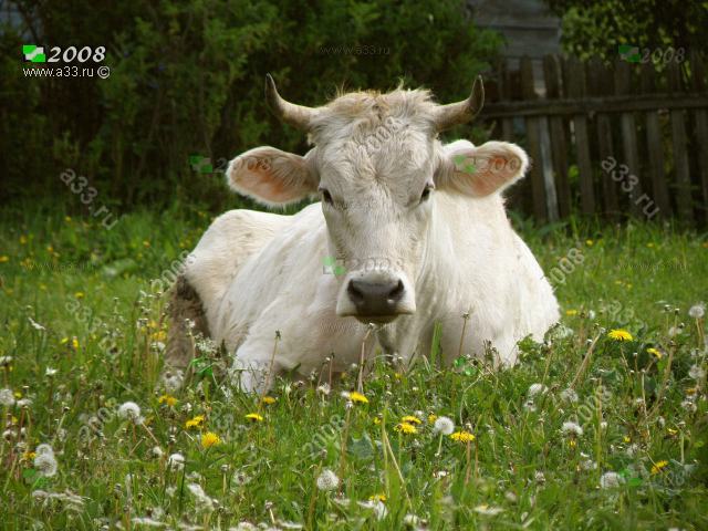 2008 Корова, лежащая на главной улице, символ спокойствия деревни Пустынь Александровского района Владимирской области