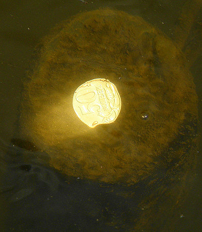 Монетка в водах реки Кубрь, брошенная на память, чтобы вернуться