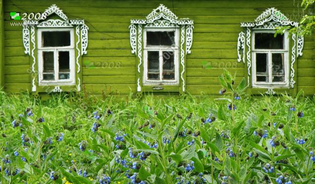 2008 Непримятые голубые полевые цветы перед старым домом в деревне Рупусово Александровского района Владимирской области