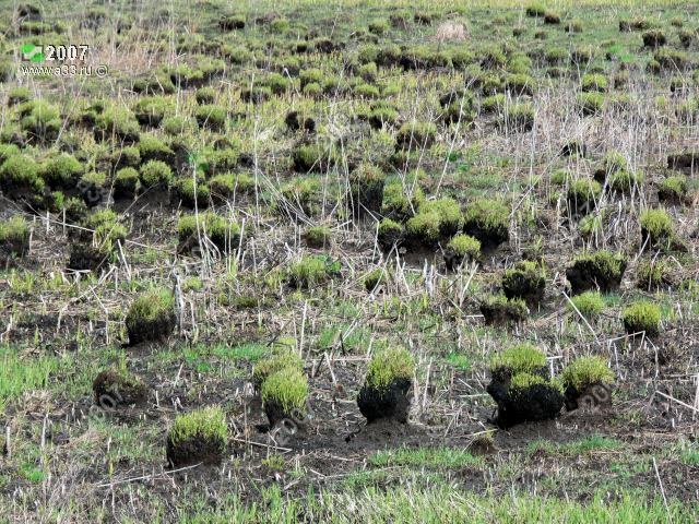 2007 Последствия весеннего пала травы: низ выгорел, верх кочек пророс свежей травой