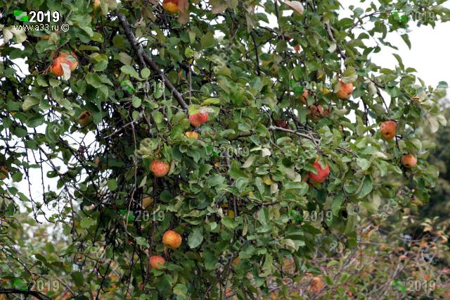 2019 урожайный год для Гороховецких яблок