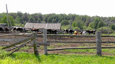 Загон для крупного рогатого скота при фермерском хозяйстве в деревне Истомино Гороховецкого района Владимирской области