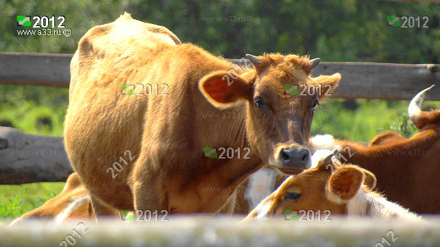 Фермерская корова в деревне Истомино Гороховецкого района Владимирской области