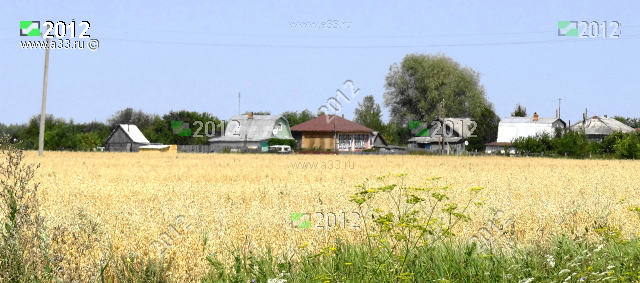 Поля зерновых вплотную к деревне Ивачево Гороховецкого района Владимирской области