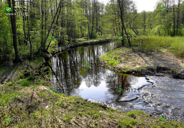 Река Судогда Гусь-Хрустального района Владимирской области протекает в плотных лесах характерных для окрестностей деревни Большая Артёмовка