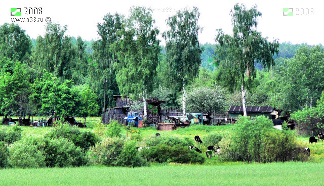 Выгон крупного рогатого скота у деревни Часлицы Гусь-Хрустального района Владимирской области летняя ферма