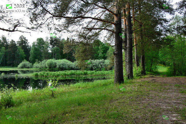 Реликтовые сосны вдоль берега в окрестностях села Эрлекс Гусь-Хрустального района Владимирской области это красиво