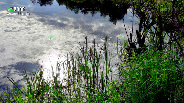 Трава у воды в окрестностях села Эрлекс Гусь-Хрустального района Владимирской области