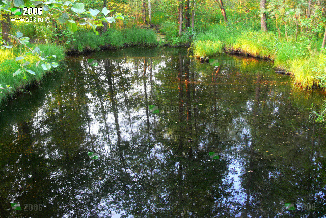 Типичное болотце в окрестностях Ивановки Гусь-Хрустального района Владимирской области