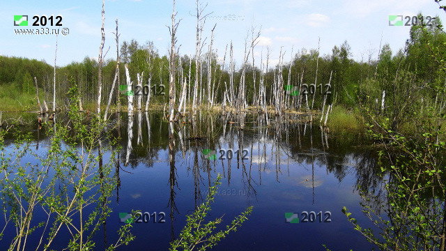 Бобры перегородили ручей Рябиновка в Гусь-Хрустальном районе Владимирской области и образовалось приличных размеров озеро