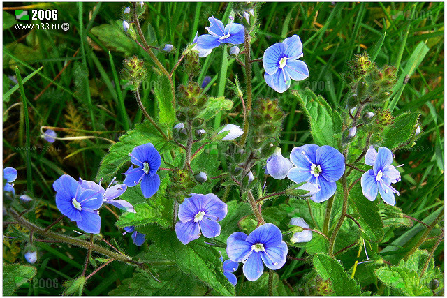 Голубые цветочки и дикая природа обнаружены прямо в центре села Палищи Гусь-Хрустального района Владимирской области