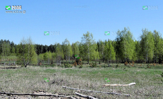 Типичная лесная растительность вокруг села Пятница (Великодворье) Гусь-Хрустального района Владимирской области
