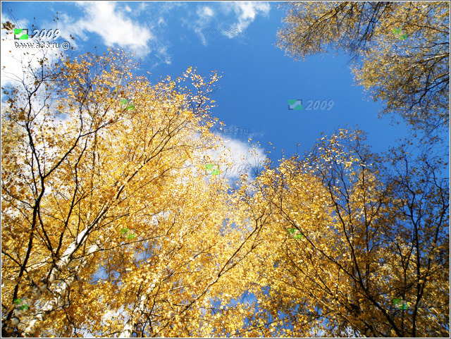 Золотая осень в урочище Покров Гусь-Хрустального района Владимирской области