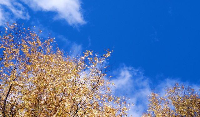 Чистое синее небо в урочище Покров Гусь-Хрустального района Владимирской области осенью