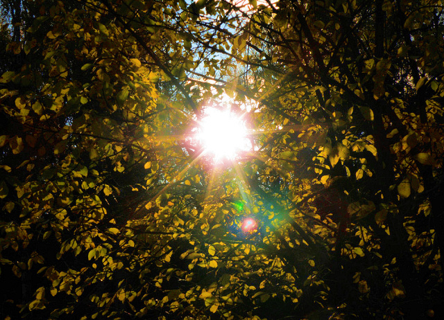 Солнечный просвет в осенней листве деревьев в урочище Покров Гусь-Хрустального района Владимирской области