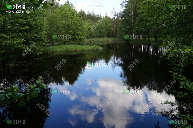 Река Сорока в окрестностях деревни Рязаново Гусь-Хрустального района Владимирской области в 2019 году