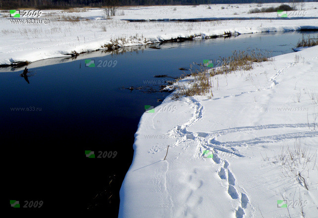 Рыбачки постоянно ползая вдоль берега реки Колпь оставляют следы на снегу