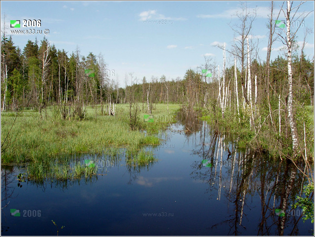 Река Нюсинка и болота под Золотково Гусь-Хрустального района Владимирской области
