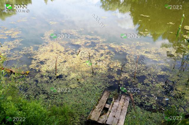 2022 Лаптевский пруд в селе Лаптево Камешковского района Владимирской области используется для купания, рыбалки и как противопожарный водоём