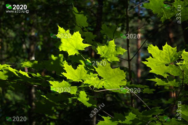 2020 Зелёные листья клёна летом в лесах у посёлка санатория имени Ленина Камешковского района Владимирской области