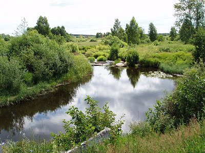 Река Печуга в июле