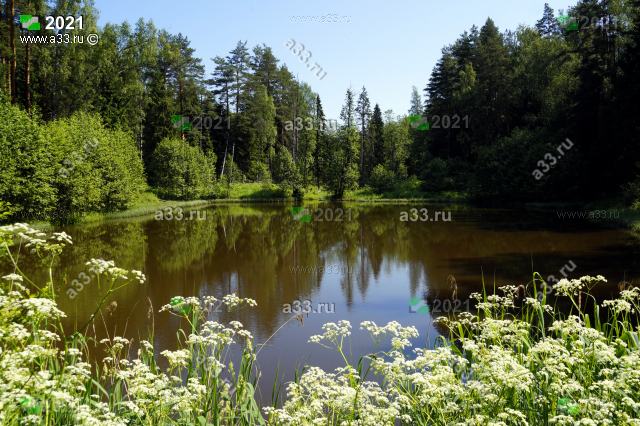 2021 Чистая природа в окрестностях СНТ Аэлита Киржачского района Владимирской области включает себя запруду на реке Ева
