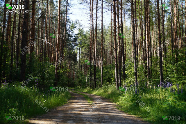 Сосновые леса в окрестностях деревни Кашино Киржачского района Владимирской области