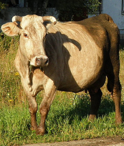 Милая панельная корова из деревни Павловка Кольчугинского района Владимирской области