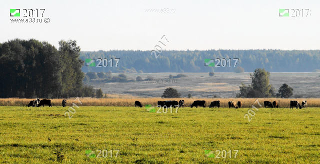 Стадо коров на обширном пастбище в окрестностях деревни Павловка Кольчугинского района Владимирской области