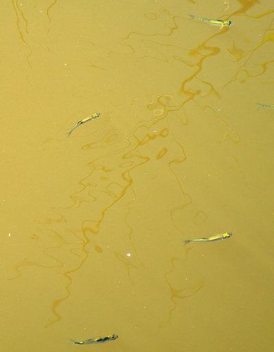 Рыбные мальки в жёлтом глинистом мелководье речки Урбушки