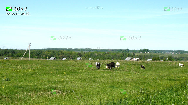Элементы частного животноводства в деревне Шишлиха Кольчугинского района Владимирской области