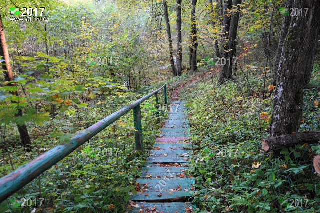 Деревянная пешеходная лестница в старом парке, переросшим в лес