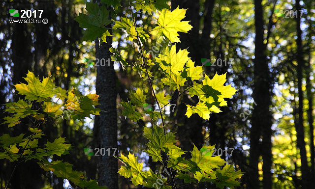 Листья клёна начинают желтеть. Начало осени в Снегирёво