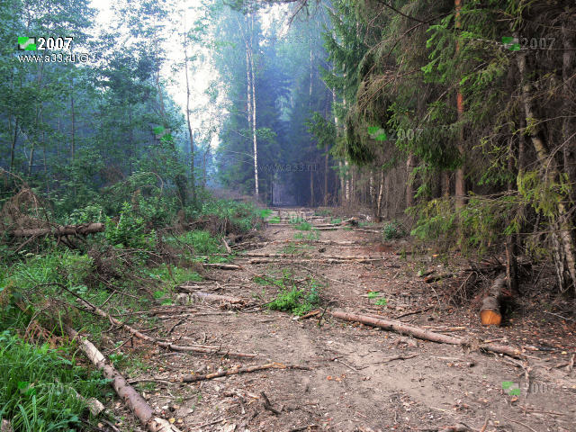 Добраться до урочища Святково Кольчугинского района Владимирской области можно частично используя лесные просеки лесозаготовителей