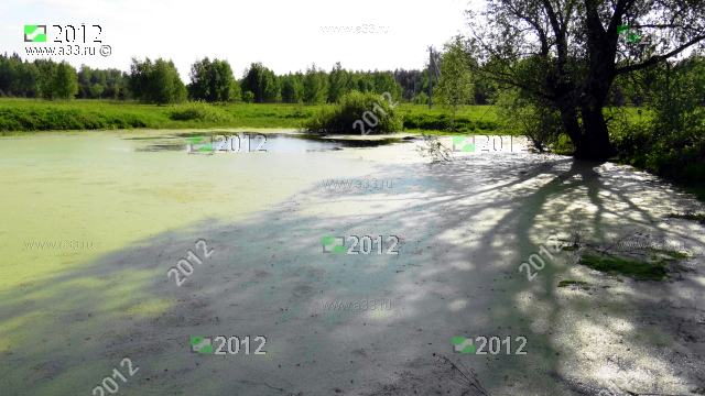 2012 Пруд, заросший ряской; урочище Яковлево Ковровского района Владимирской области