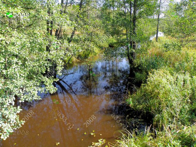 2008 Берега реки Воргуш в густой растительности; Петушинский район, Владимирская область