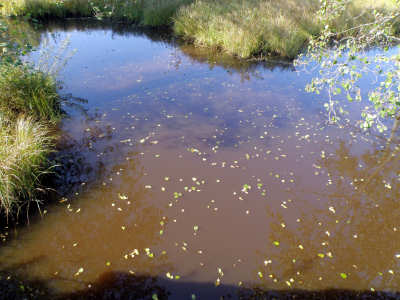 2008 Цвет воды в реке Воргуш интенсивно густой коричневый; Петушинский район, Владимирская область