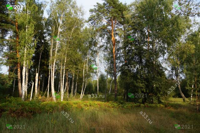 2021 Леса в окрестностях деревни Антушово Петушинского района Владимирской области смешанные