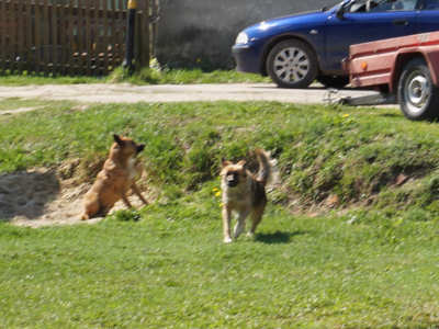 два местных бродячих псоя на улице Полевой не любят посторонних и громко лают, но есть намеки, что за кусок хлеба можно договориться