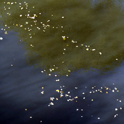 осенние листья берёз на глади вод реки Пекши
