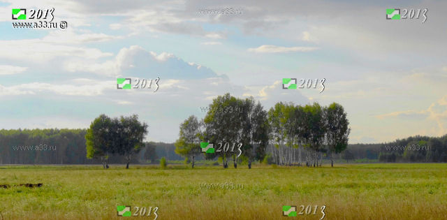 Подлески в окрестностях Никулино Селивановского района Владимирской области