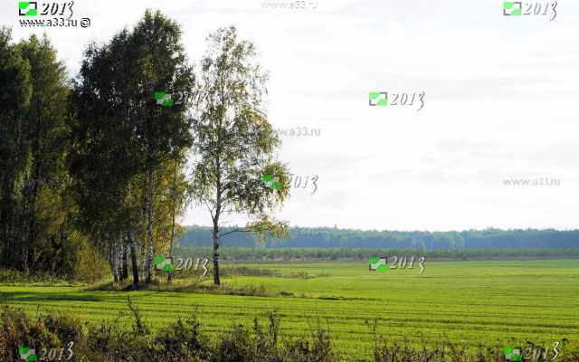 Поля в окрестностях Никулино Селивановского района Владимирской области зажаты лесами