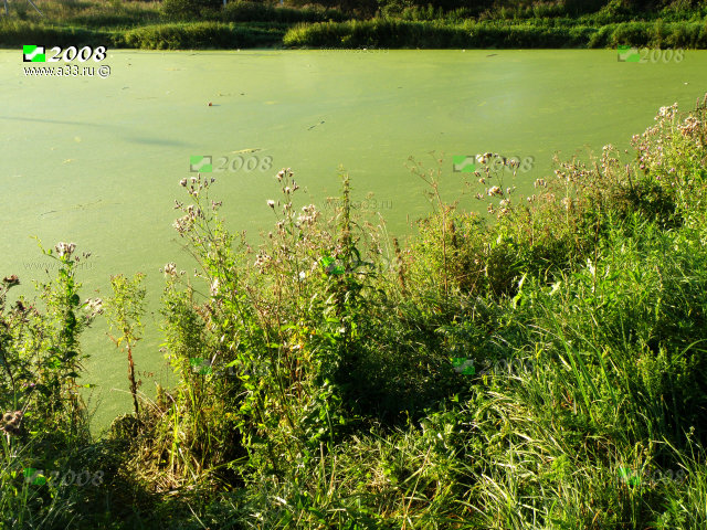 Запруда на реке Тунгель (Тунгарь) летом полностью зарастает зелёной ряской