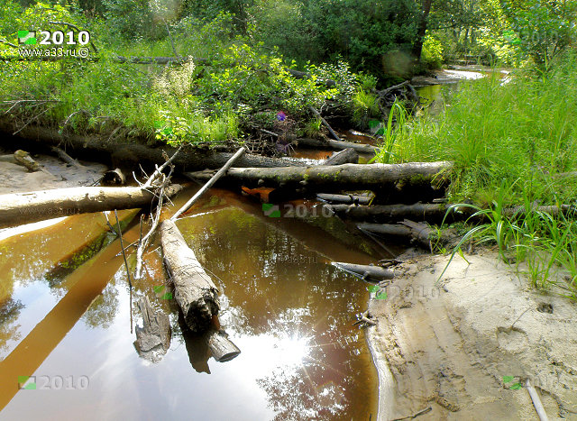 Река Тоймига среди болот в окрестностях деревни Нерожино, Собинский район