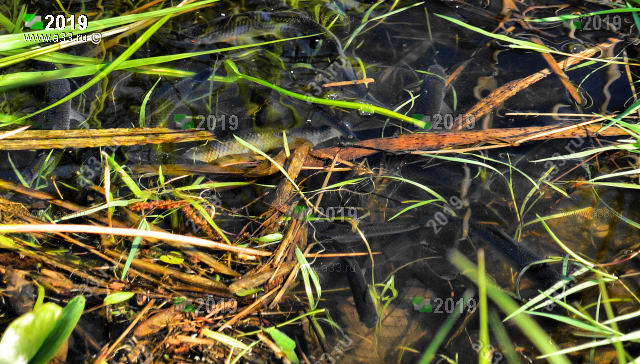 Водохранилище на реке Сипуниха Молодая рыба в невероятном количестве буквально кишит на тёплом мелководье у дамбы где среди зарослей она с удовольствием лакомится личинками комаров Собинский район Владимирская область