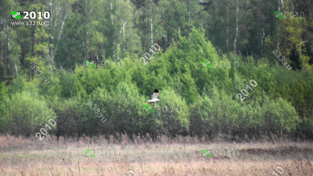 Дикая белая птица с черным оперением на краях крыльев похожая на болотную чайку в полях у деревни Бахтино Судогодского района Владимирской области